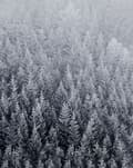🌲 Frosted Forest