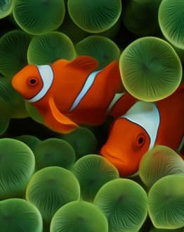 Iconic Apple wallpaper featuring two vibrant orange clownfish among lush green sea anemones