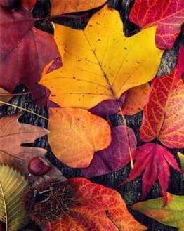 Colorful autumn leaves watch face featuring vibrant orange, yellow, red, and burgundy leaves on a natural background