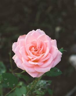 Close-up of a blooming pink rose with soft petals and green leaves, featured on a watch face.
