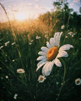 A close-up of a daisy with morning dew drops, set against a serene field and glowing sunrise, featured on a watch face.
