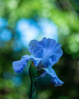Close-up of a vibrant blue iris flower with intricate petals and a soft natural background, featured on a watch face.