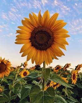 Close-up of a sunflower in full bloom with green leaves and a serene blue sky in the background, featured on a watch face.