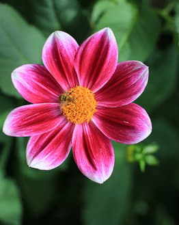 A vivid pink dahlia flower with white accents and a bright yellow center, set against a lush green background.
