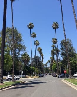 A Los Angeles street lined with tall palm trees under a clear blue sky, designed for a watch face.