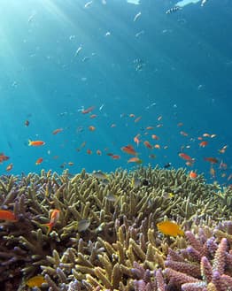 Underwater scene of a coral reef with colorful fish and sun rays streaming through the water, designed for a watch face.