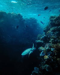 🐢 Deep Sea Turtle Apple Watch face - Nature