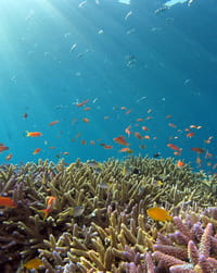 🐠 Sunlit Coral Reef Apple Watch face - Nature