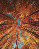 🍂 Autumn Canopy Apple Watch face - Nature