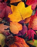 🍁 Colorful Autumn Leaves Apple Watch face - Nature