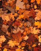 🍂 Fallen Autumn Leaves Apple Watch face - Nature