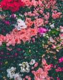 🌺 Azalea Bloom Apple Watch face - Nature