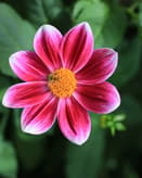 🌸 Pink Dahlia Apple Watch face - Nature