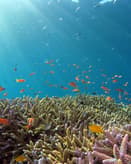 🐠 Sunlit Coral Reef Apple Watch face - Nature