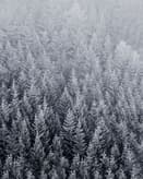 🌲 Frosted Forest Apple Watch face - Nature