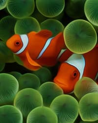 🐠 Vibrant Clownfish Elegance Apple Watch face - Brands
