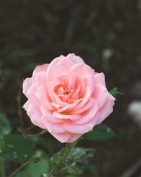 🌸 Pink Rose Apple Watch face - Nature