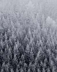 🌲 Frosted Forest Apple Watch face - Nature