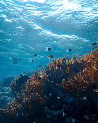 🐠 Coral Reef watch face