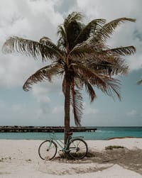 🏝️ Tropical Beach Palm watch face