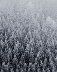 🌲 Frosted Forest watch face