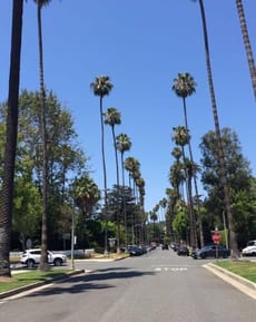 🌴 Classic LA Palm Trees Apple Watch face - Cities
