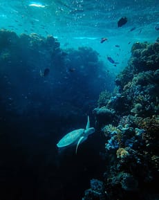 🐢 Deep Sea Turtle Apple Watch face - Nature