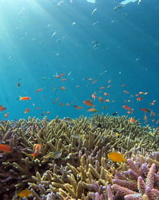 🐠 Sunlit Coral Reef Apple Watch face - Nature