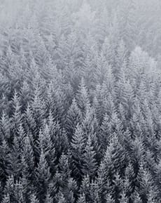 🌲 Frosted Forest Apple Watch face - Nature