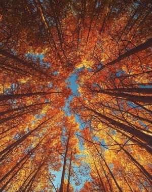 🍂 Autumn Canopy Apple Watch face - Nature