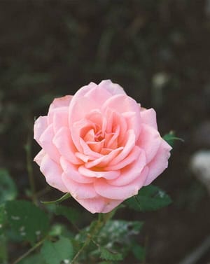 🌸 Pink Rose Apple Watch face - Nature