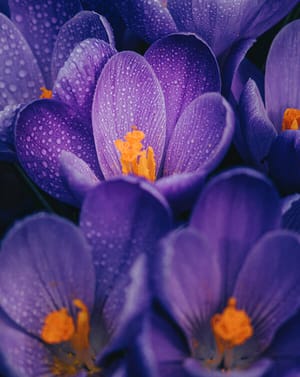 🌸 Purple Crocus Apple Watch face - Nature