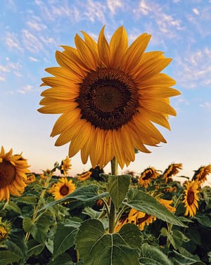 🌻 Sunflower Apple Watch face - Nature