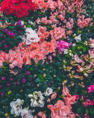 🌺 Azalea Bloom Apple Watch face - Nature