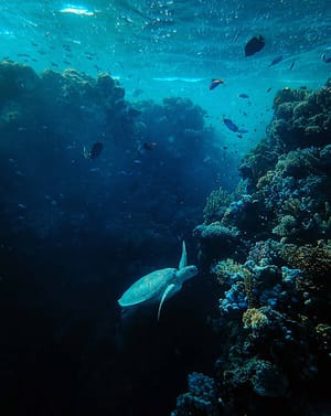 🐢 Deep Sea Turtle Apple Watch face - Nature