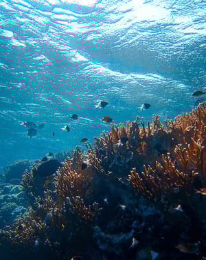 🐠 Coral Reef Apple Watch face - Nature