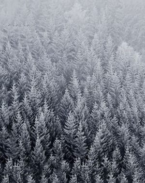 🌲 Frosted Forest Apple Watch face - Nature