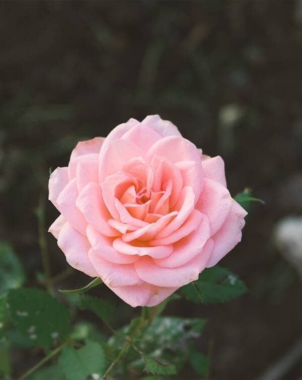 🌸 Pink Rose watch face