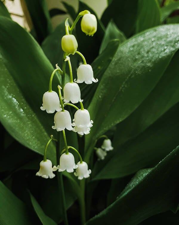🌿 Lily of the Valley watch face