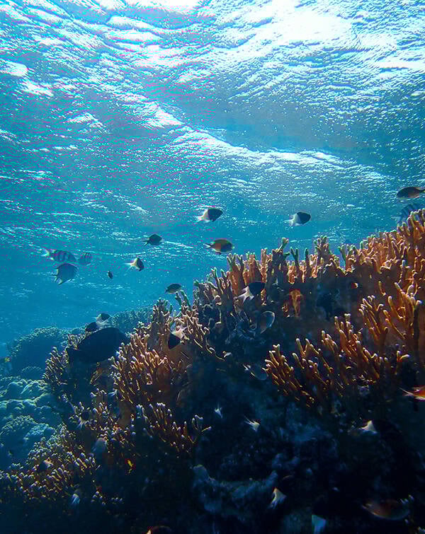 🐠 Coral Reef watch face