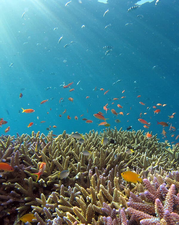 🐠 Sunlit Coral Reef watch face