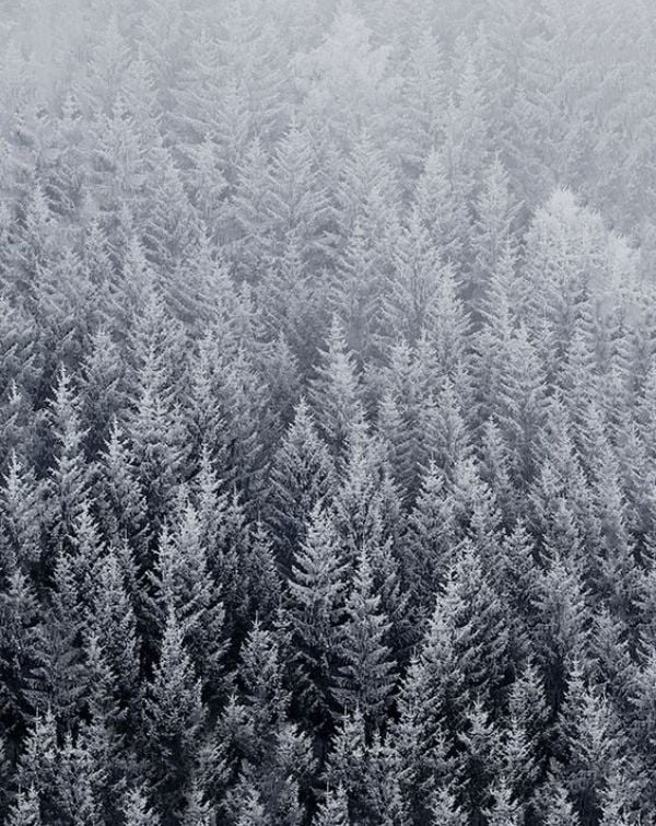 🌲 Frosted Forest watch face