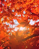 Close-up of vibrant orange and red maple leaves with sunlight peeking through in a stunning autumn watch face design