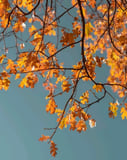 Autumn branch watch face featuring delicate branches with vibrant orange leaves set against a blue sky