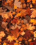 Watch face featuring golden yellow, orange, and brown fallen autumn leaves scattered on the forest floor