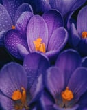 Close-up of purple crocus flowers with vibrant petals and delicate dew drops, featured on a watch face.