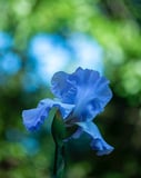 Close-up of a vibrant blue iris flower with intricate petals and a soft natural background, featured on a watch face.