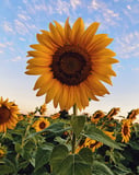 Close-up of a sunflower in full bloom with green leaves and a serene blue sky in the background, featured on a watch face.