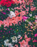 A vibrant assortment of pink, white, and red azaleas with lush green leaves, featured on a watch face.