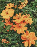 A cluster of bright orange cosmos flowers with delicate green leaves, perfect for a nature-inspired watch face.